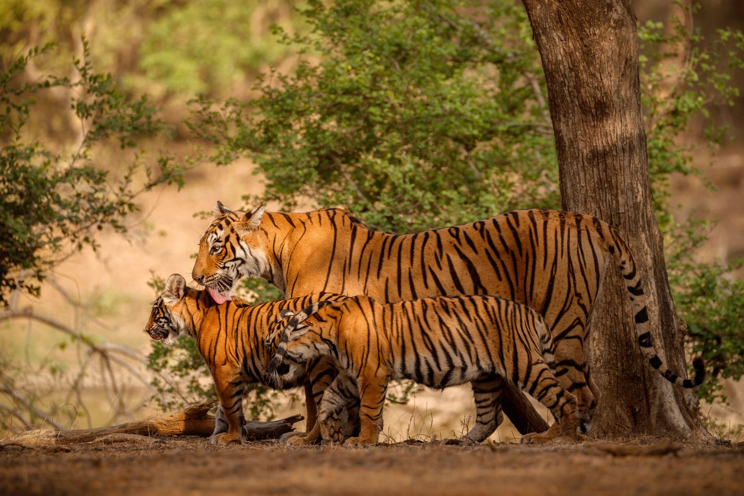 Royal bengal tiger in the nature habitat. Tiger pose during amazing light. Wildlife scene with danger animal. Hot summer in India. Dry area with beautiful indian tiger. Panthera tigris tigris.