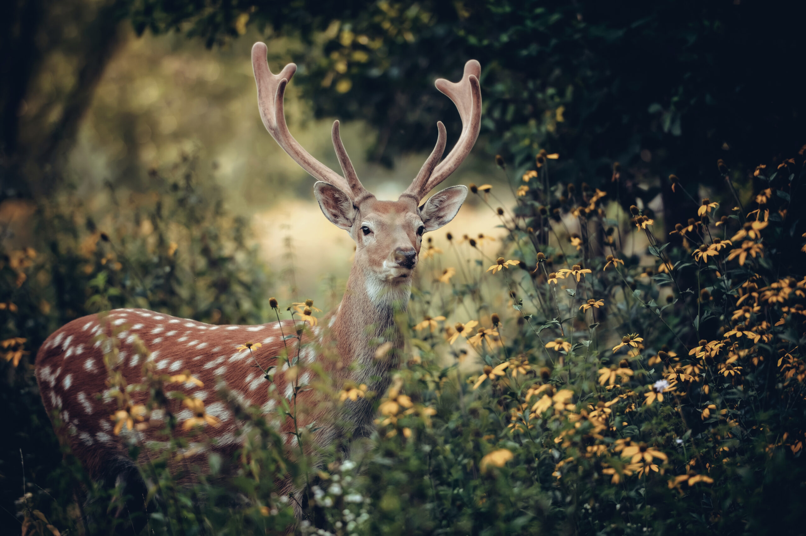 Whitetail Deer standing in autumn wood