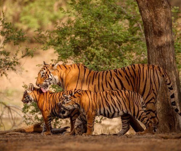 Royal bengal tiger in the nature habitat. Tiger pose during amazing light. Wildlife scene with danger animal. Hot summer in India. Dry area with beautiful indian tiger. Panthera tigris tigris.