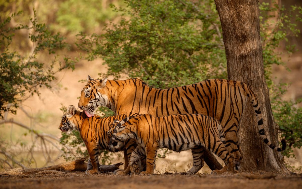 Royal bengal tiger in the nature habitat. Tiger pose during amazing light. Wildlife scene with danger animal. Hot summer in India. Dry area with beautiful indian tiger. Panthera tigris tigris.
