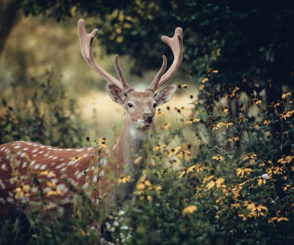 Whitetail Deer standing in autumn wood
