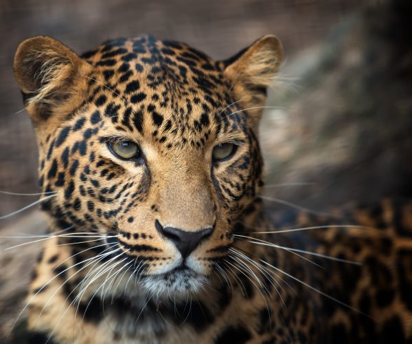 Close up young leopard portrait