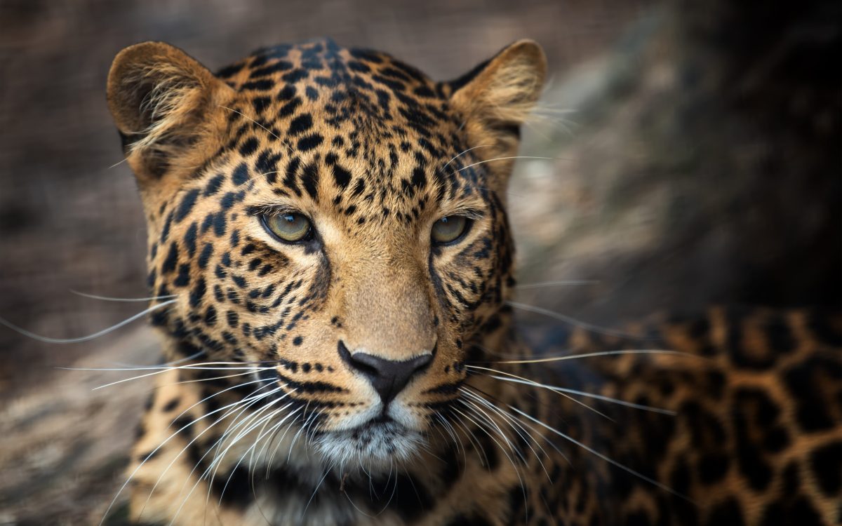 Close up young leopard portrait